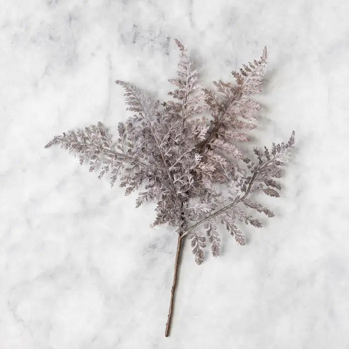 Fern Bush Purple Stem