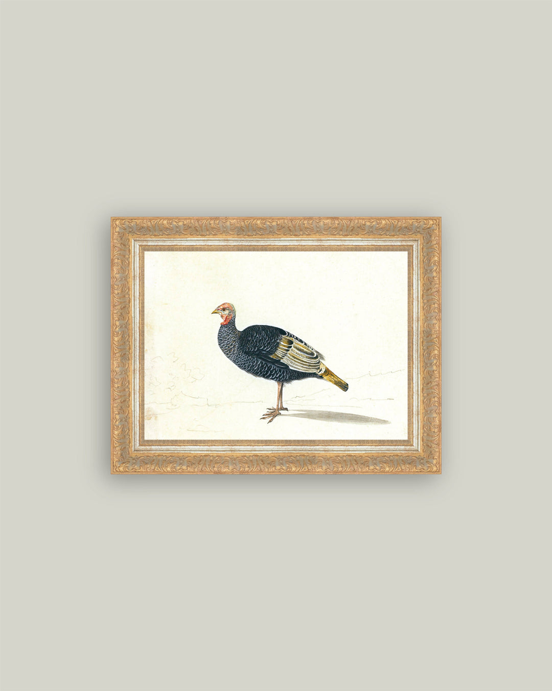 Study of Black Turkey Hen