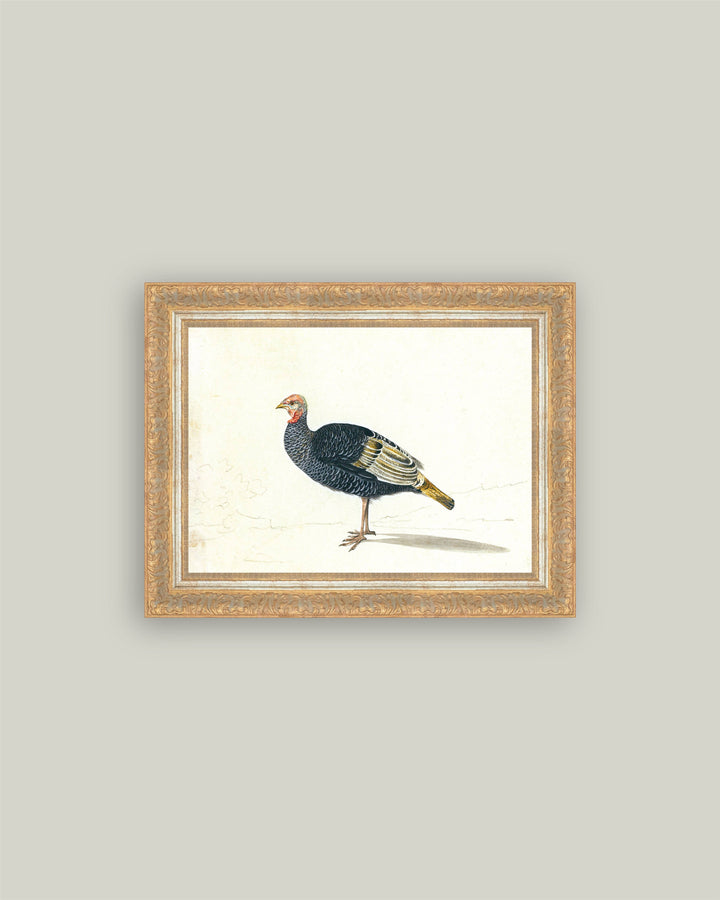 Study of Black Turkey Hen