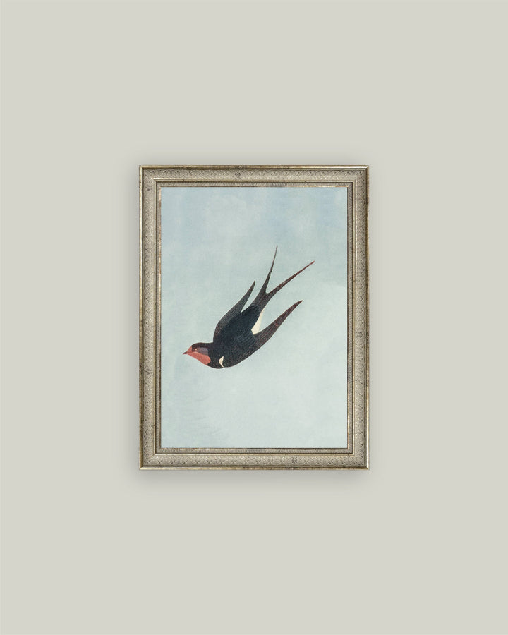 Swallow Boraston