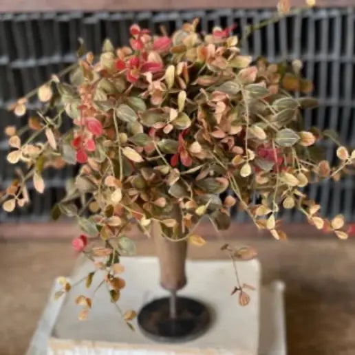 Fall Pimpernel Half Sphere