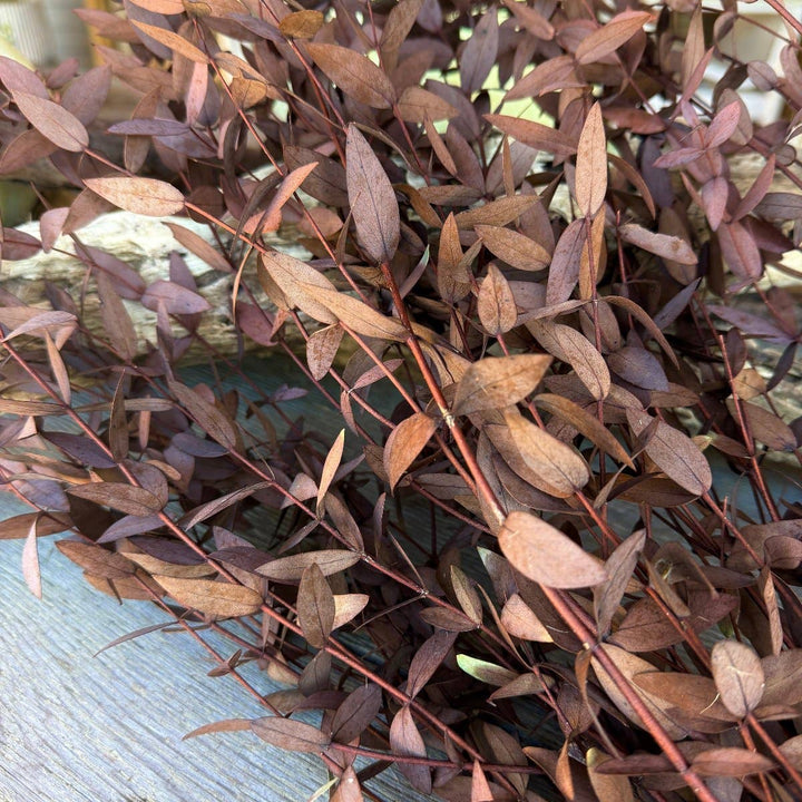 Forest Red Gum Eucalyptus