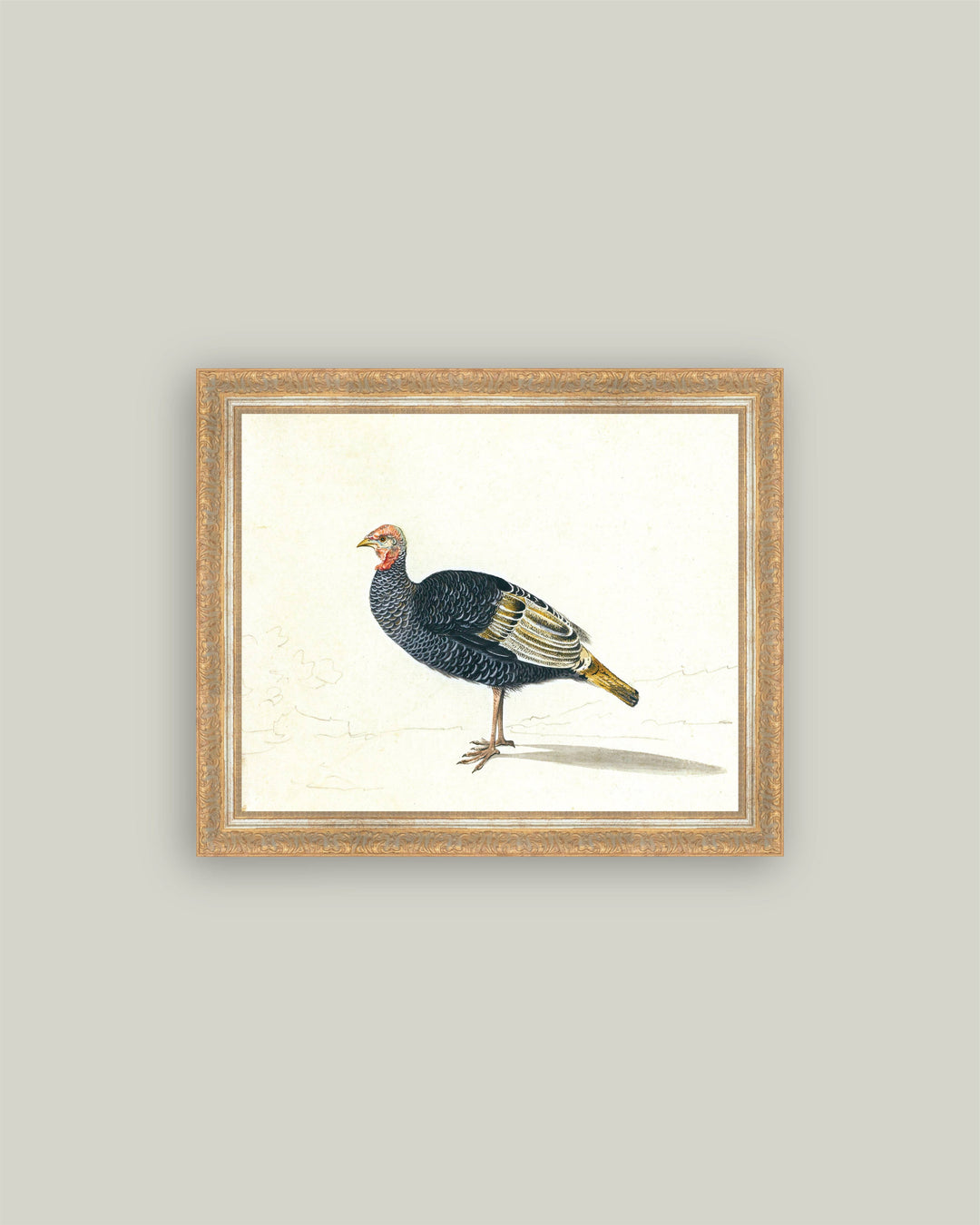 Study of Black Turkey Hen