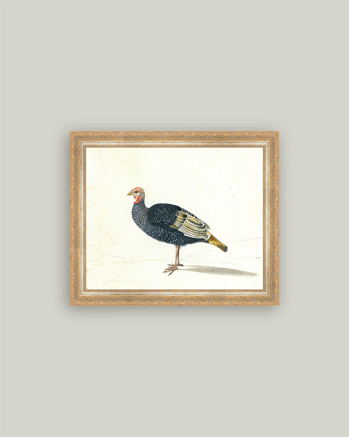 Study of Black Turkey Hen