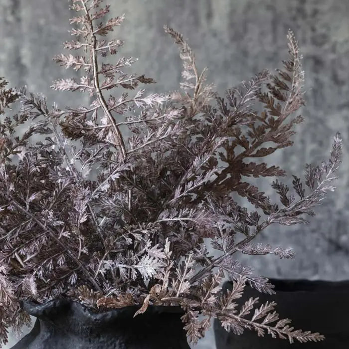 Fern Bush Purple Stem