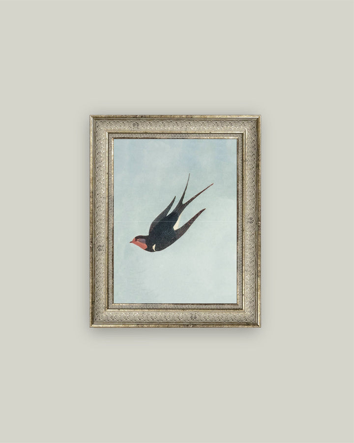 Swallow Boraston