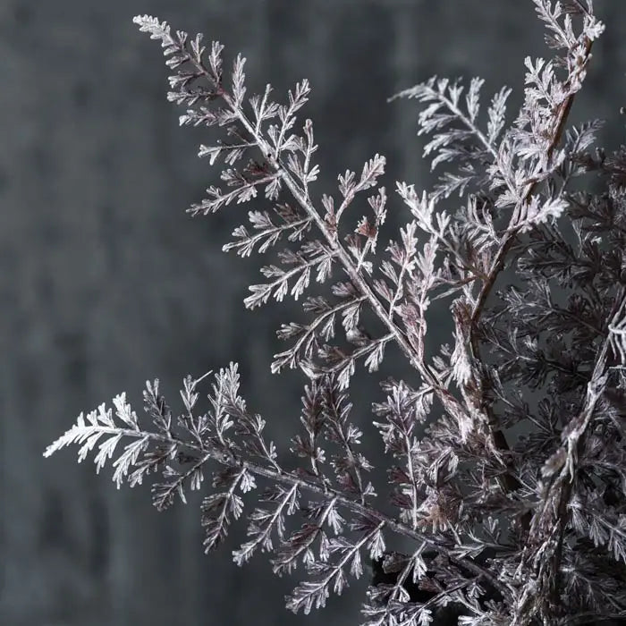 Fern Bush Purple Stem