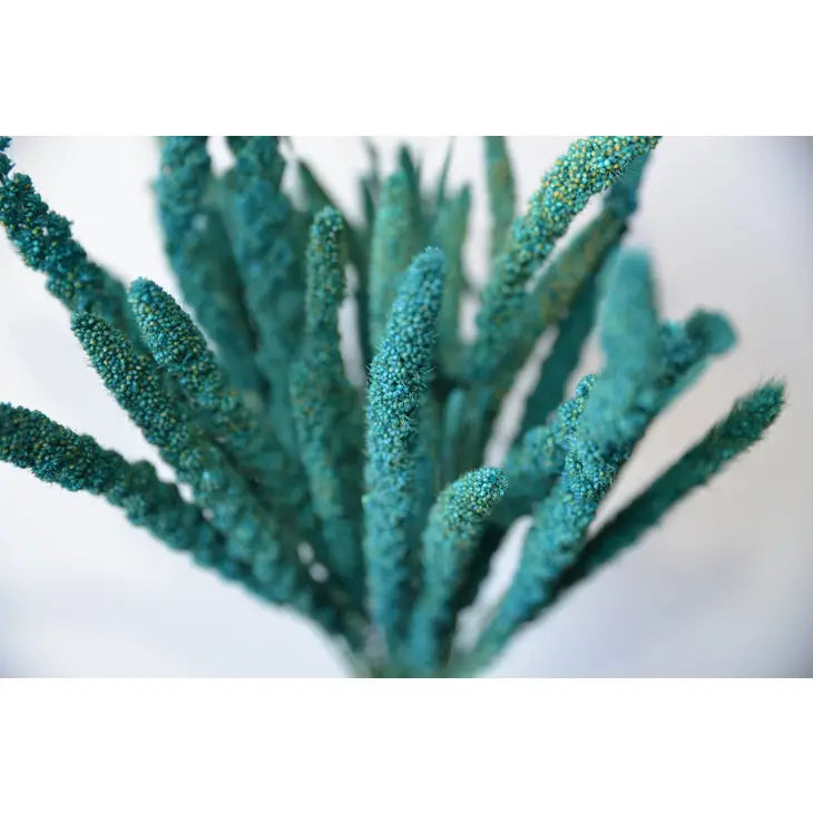 Dried Setaria Grass