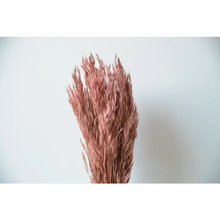 Dried Plume Bunch
