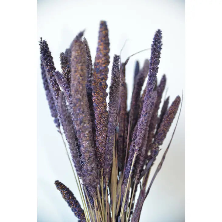 Dried Setaria Grass