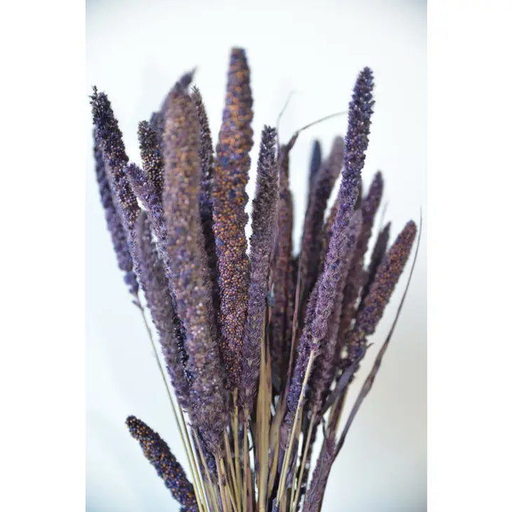 Dried Setaria Grass