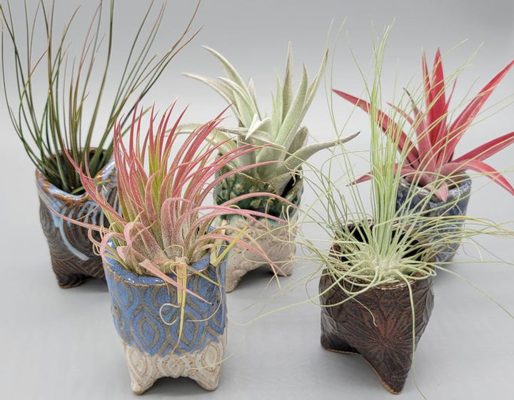 Live Airplants in Handmade in Ohio Ceramic Pot - Asst. Colors