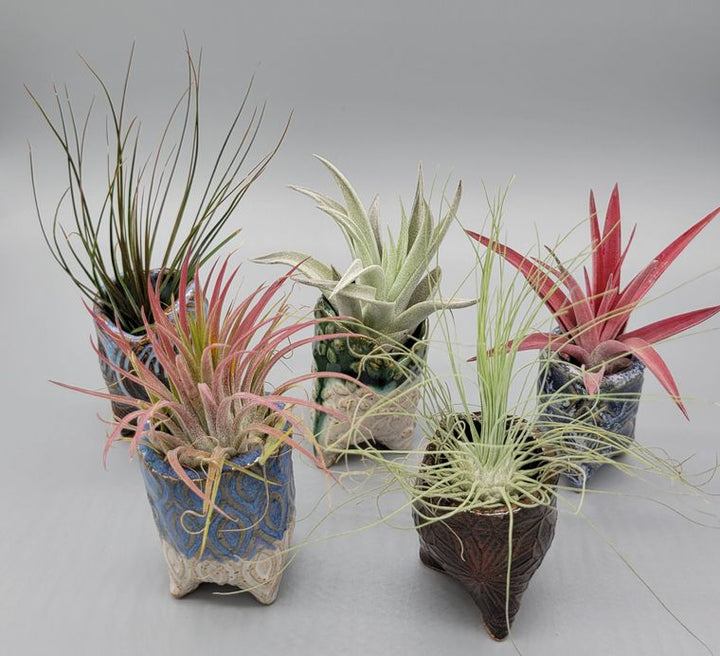 Live Airplants in Handmade in Ohio Ceramic Pot - Asst. Colors